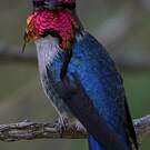 Colibri d'Helen