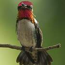 Colibri d'Helen