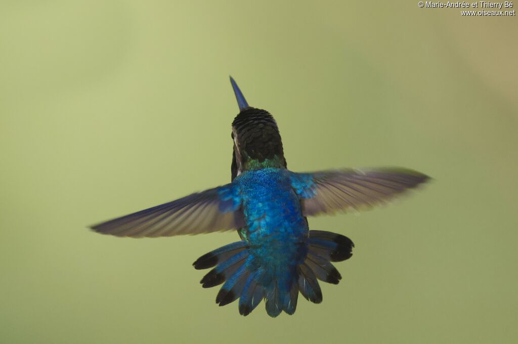 Bee Hummingbird male