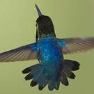 Colibri d'Helen