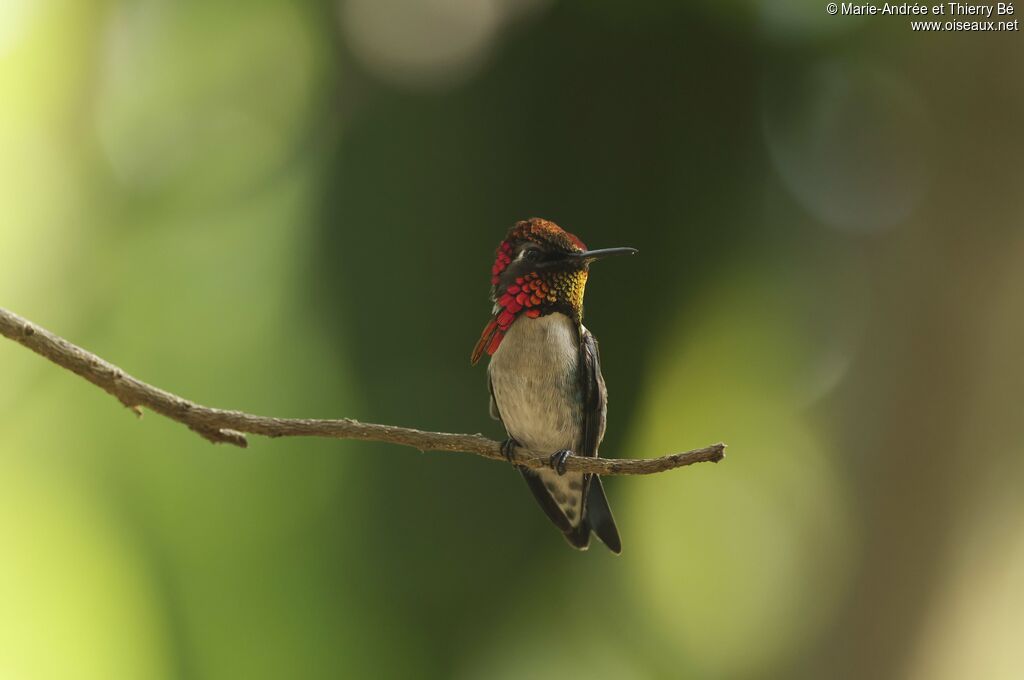 Bee Hummingbird male