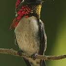Colibri d'Helen