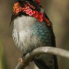 Colibri d'Helen