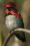 Colibri d'Helen
