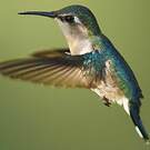 Colibri d'Helen
