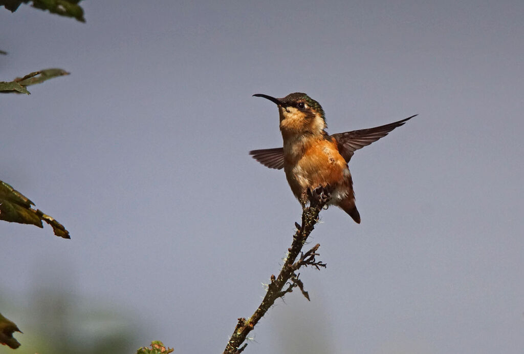 Colibri d'Héliodore