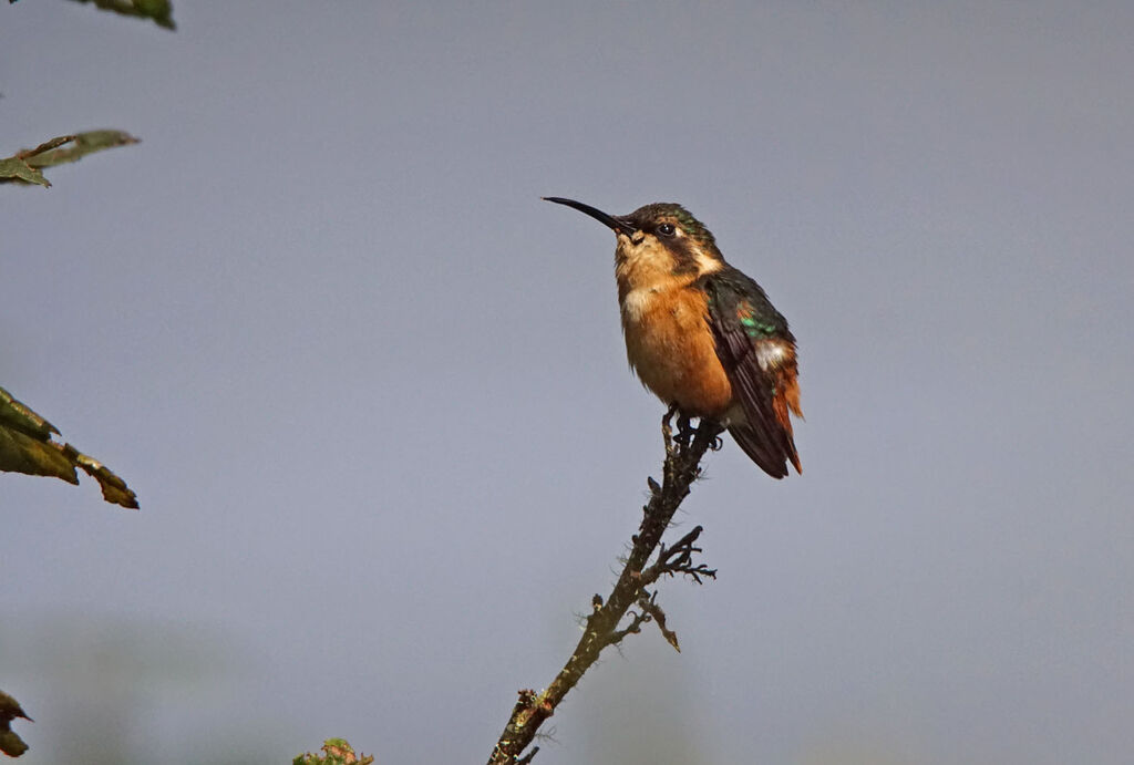 Colibri d'Héliodore