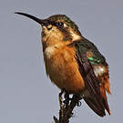 Colibri d'Héliodore