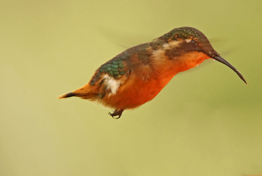 Colibri d'Héliodore