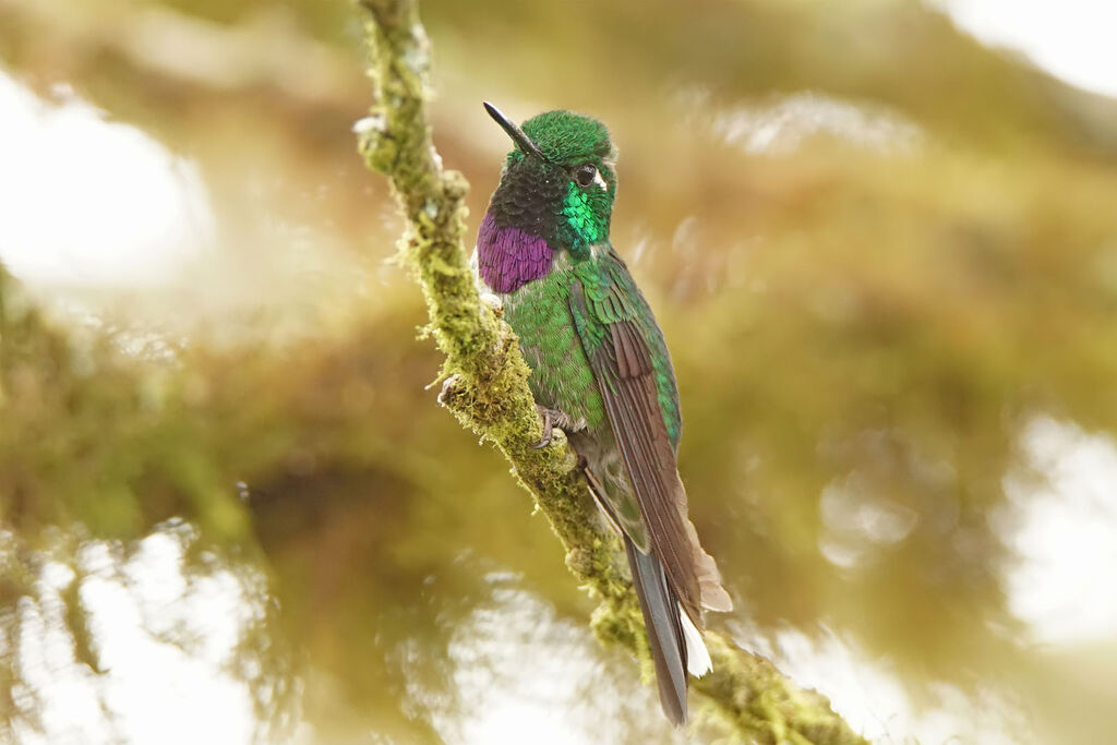 Purple-bibbed Whitetip male