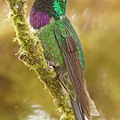 Colibri de Benjamin