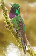 Purple-bibbed Whitetip