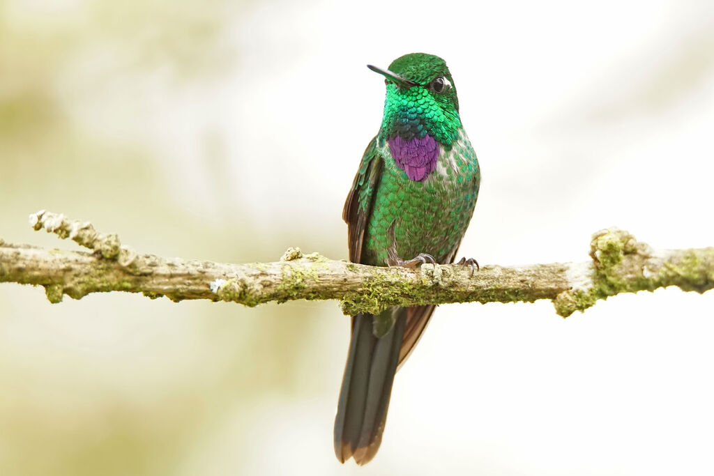 Purple-bibbed Whitetip male