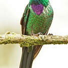 Colibri de Benjamin