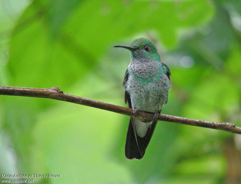 White-vented Plumeleteer female adult, close-up portrait