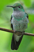 Colibri de Buffon