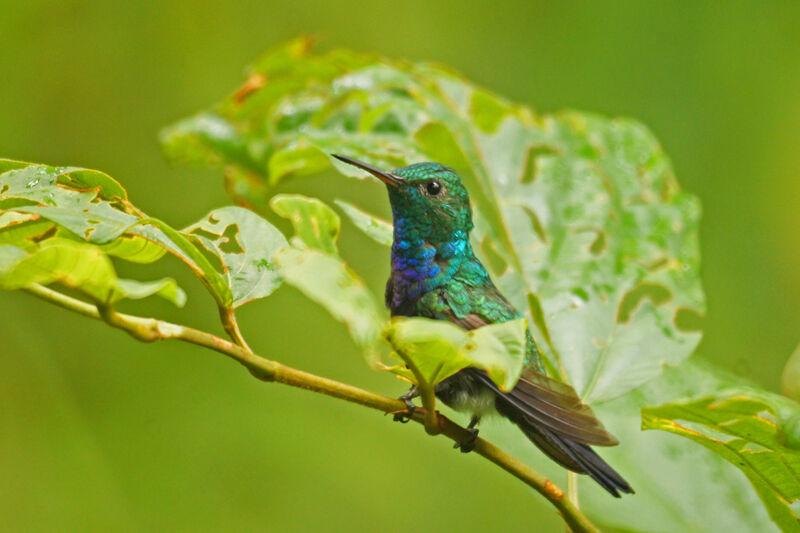 Colibri de Buffon mâle