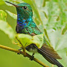 Colibri de Buffon