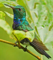 Colibri de Buffon