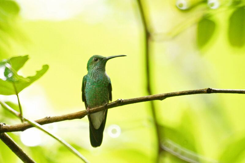 Colibri de Buffon femelle