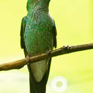 Colibri de Buffon