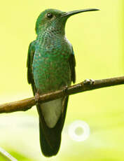 Colibri de Buffon