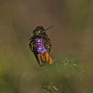 Colibri de Castelnau
