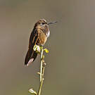 Colibri de Castelnau