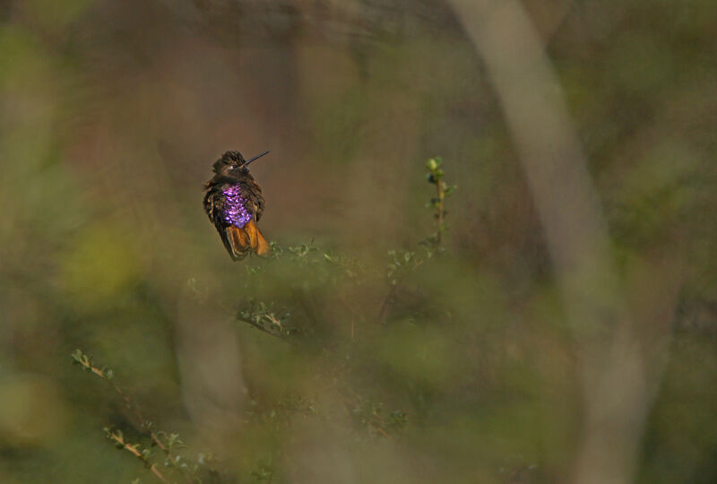 Colibri de Castelneau