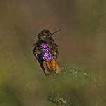 Colibri de Castelneau