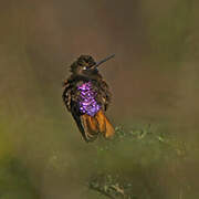 White-tufted Sunbeam