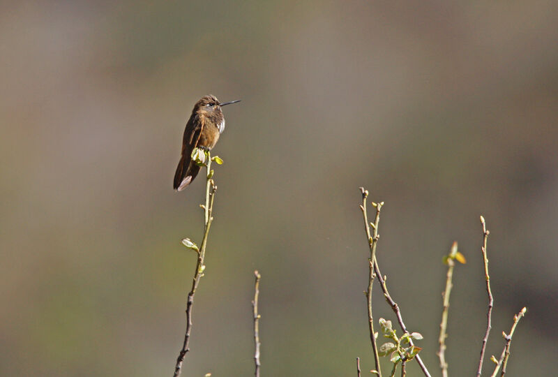 White-tufted Sunbeam