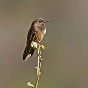 White-tufted Sunbeam