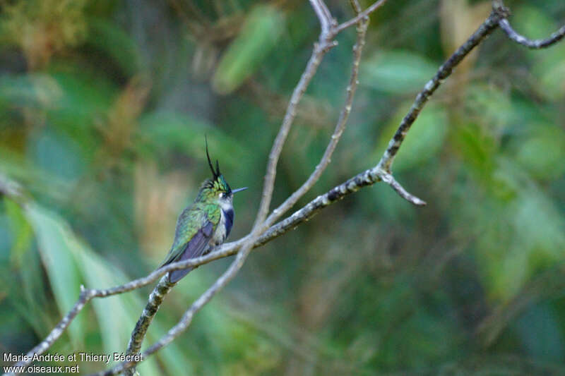 Green-crowned Plovercrest male adult breeding, identification