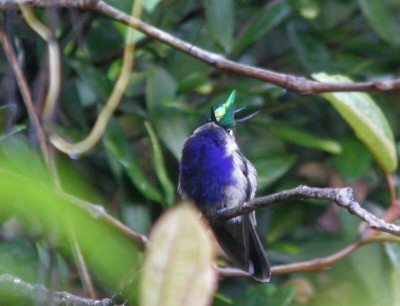 Green-crowned Plovercrest