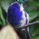 Colibri de Delalande