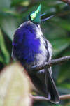 Colibri de Delalande