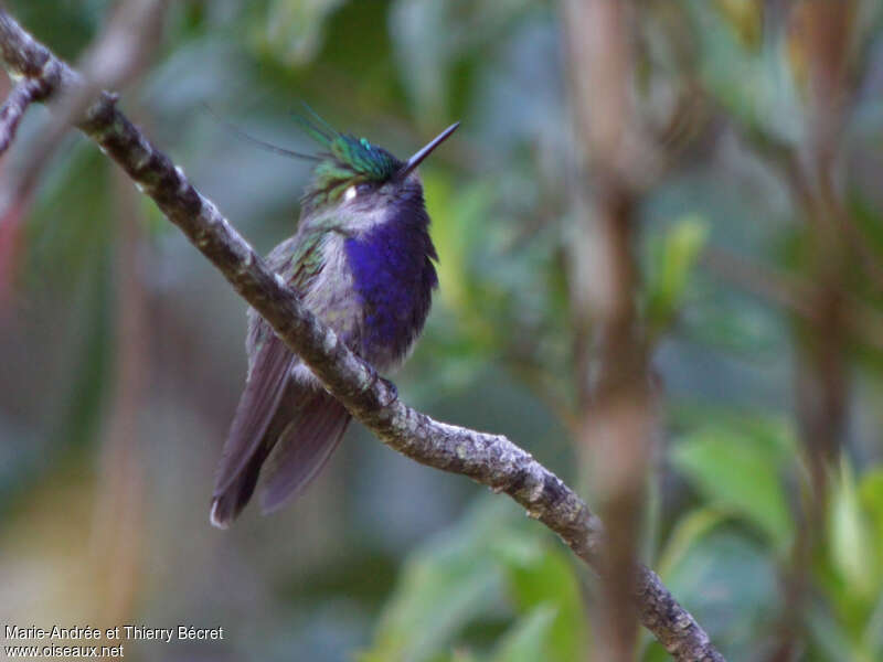 Green-crowned Plovercrest male adult, close-up portrait