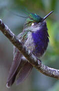 Colibri de Delalande