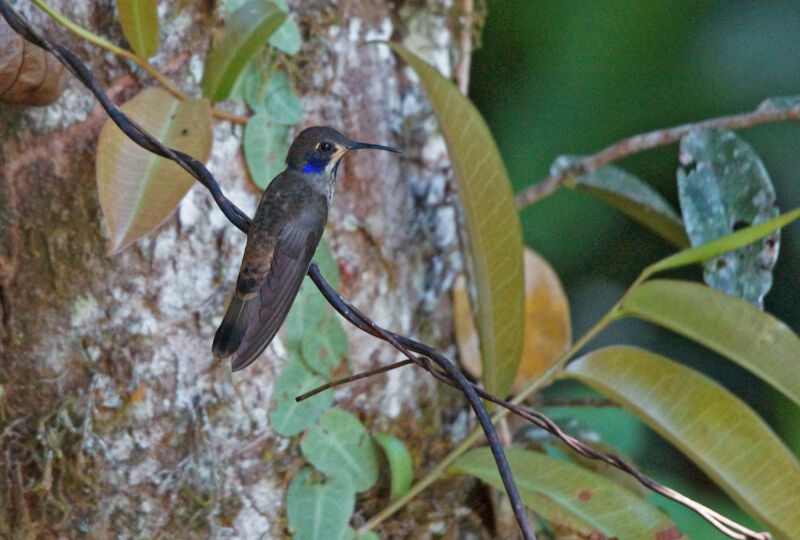 Colibri de Delphine