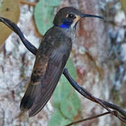 Brown Violetear