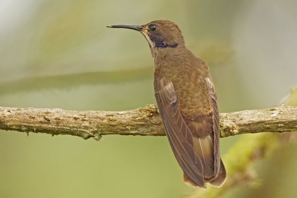 Brown Violetear