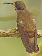 Colibri de Delphine