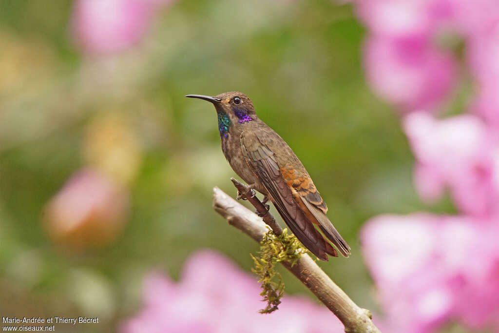 Colibri de Delphineadulte, identification