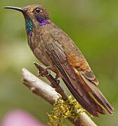 Colibri de Delphine