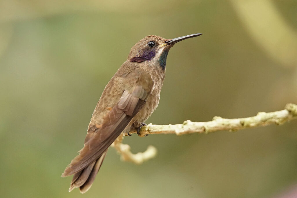 Colibri de Delphine