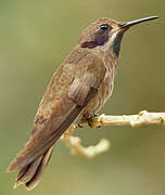 Brown Violetear