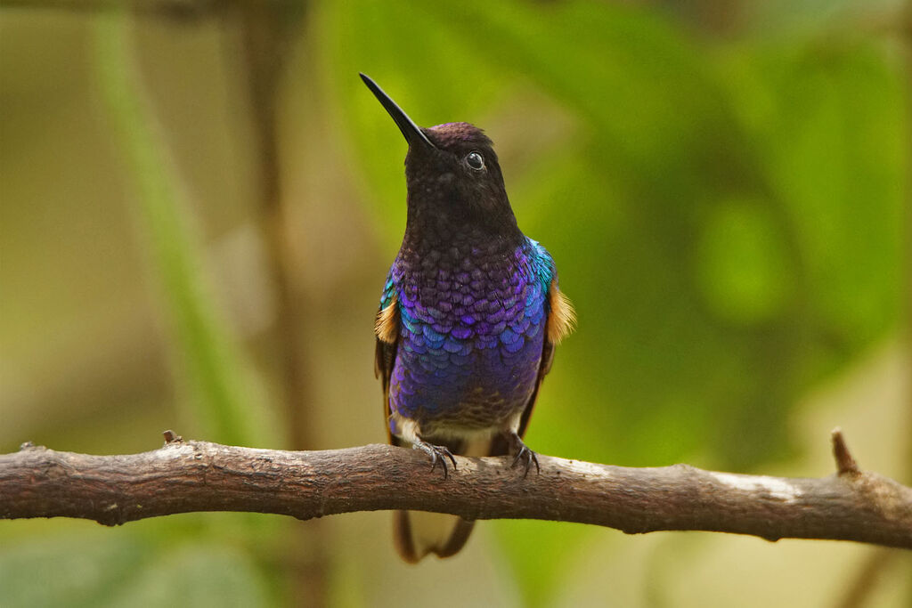 Colibri de Jardine mâle