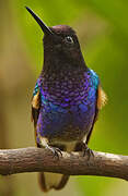 Velvet-purple Coronet