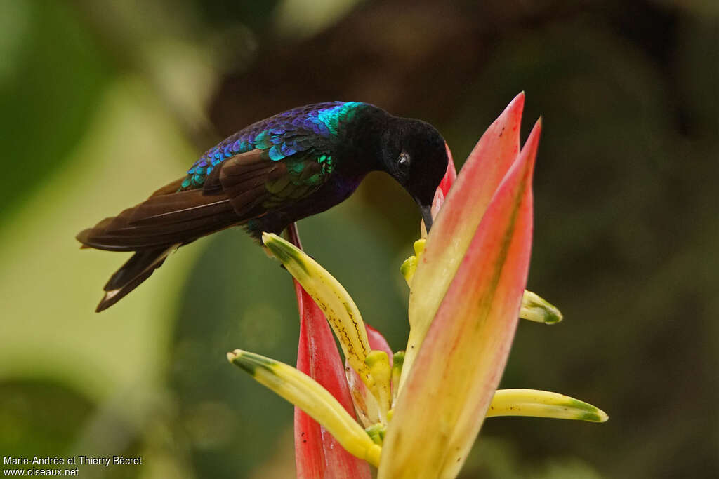 Colibri de Jardine mâle, régime